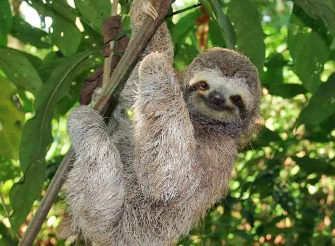 The Sloth will become the Tico National Symbol number 16