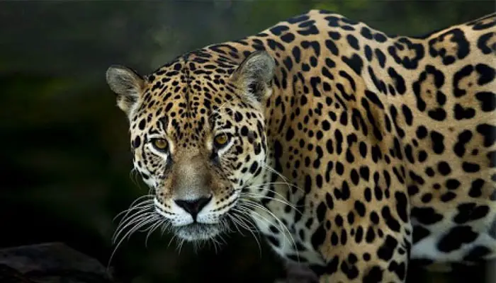 The Full Recovery of the Jaguar Population in Guanacaste will take 30 more Years, According to Experts