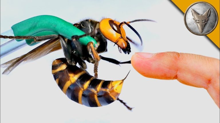 Asian Giant Hornet Could Reach Costa Rica