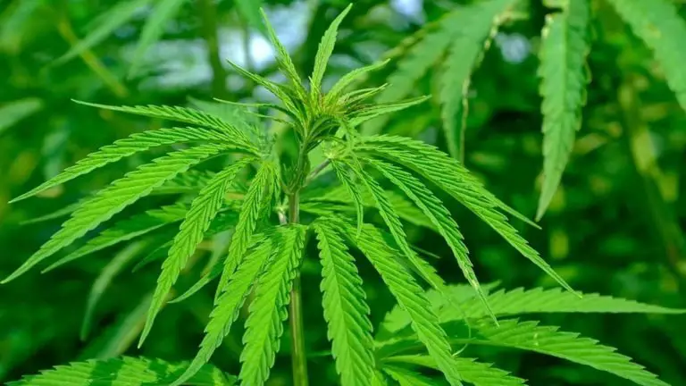 Strong Support For The Legalization Of Medical Cannabis In Costa Rica Is Indicated By Almost All Political Parties of The Country