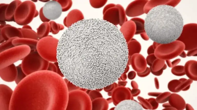 Lymphocytes Are Responsible for Creating The Immune Defense