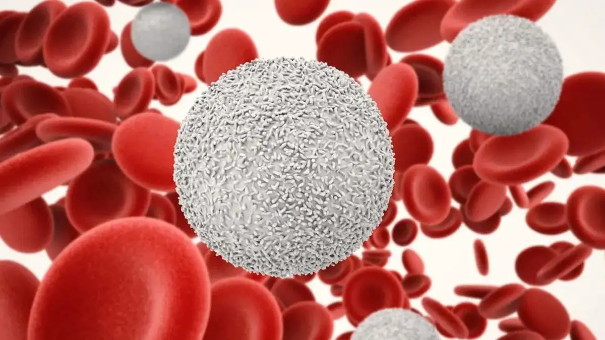 Lymphocytes Are Responsible for Creating The Immune Defense.