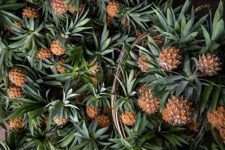 Union of Private Sector Workers Request that Pineapple Companies be Investigated for Putting their Employees at Risk