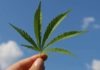 The World Health Organization Removed Cannabis from the Drug Category