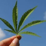 The World Health Organization Removed Cannabis from the Drug Category