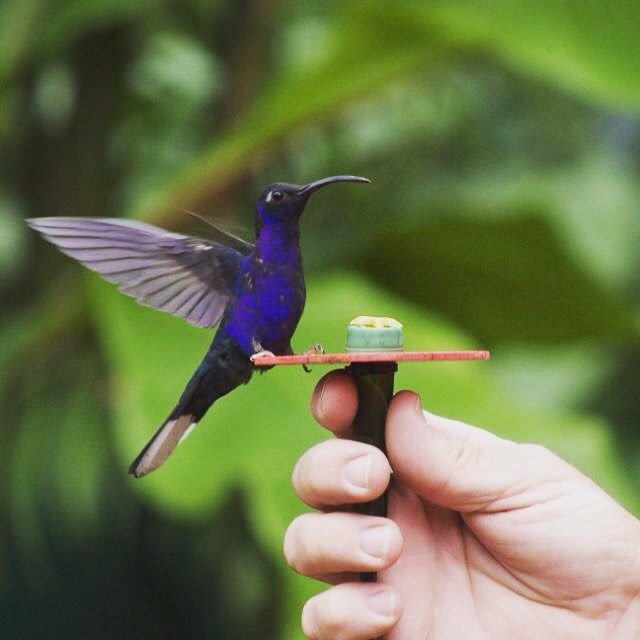 Hummingbirds a Beauty of Costa Rica´s Nature