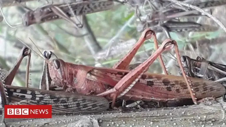 Central America on High Alert Due to a Voracious Locust Swarm