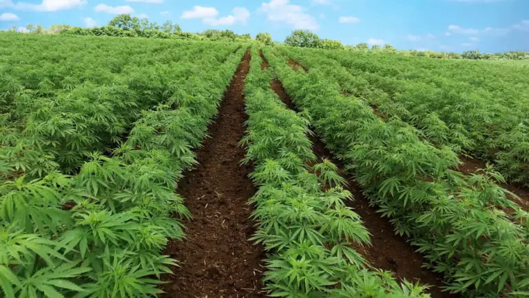 What are the Alternatives for the Cultivation and Processing of Cannabis/Hemp in Costa Rica?