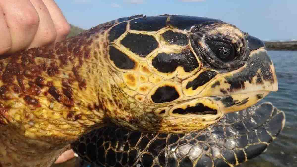 Coastguards and Neighbors Save Hawksbill Turtle that Was About to be Butchered