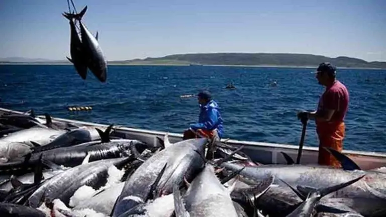 “The Future of Fishing is Artisanal and Without Large Fleets”, states renowned Scientist