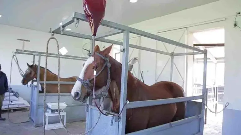 Horse Plasma Treatment Against COVID-19 Enters Final Stages and Would be Ready in a Month