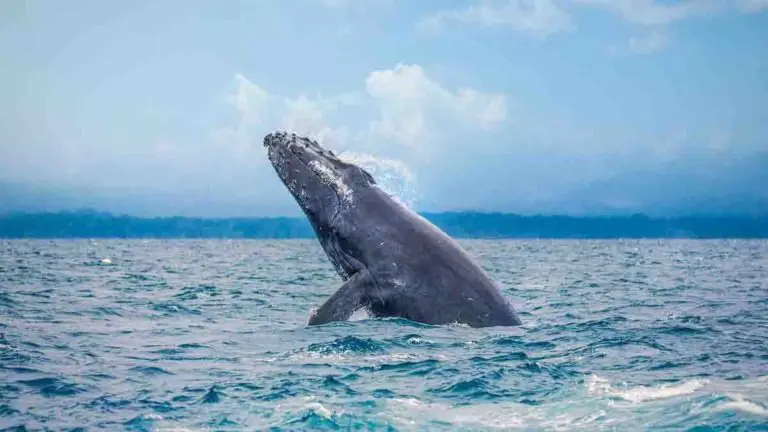Quepos and Golfo Dulce Are Ready for Whale Watching Season