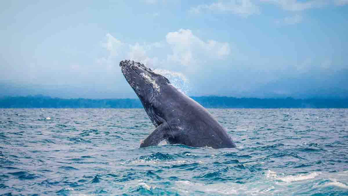 Passion Passport Recognizes Costa Rica as one of the Five Best Countries in the World to go Whales Watching