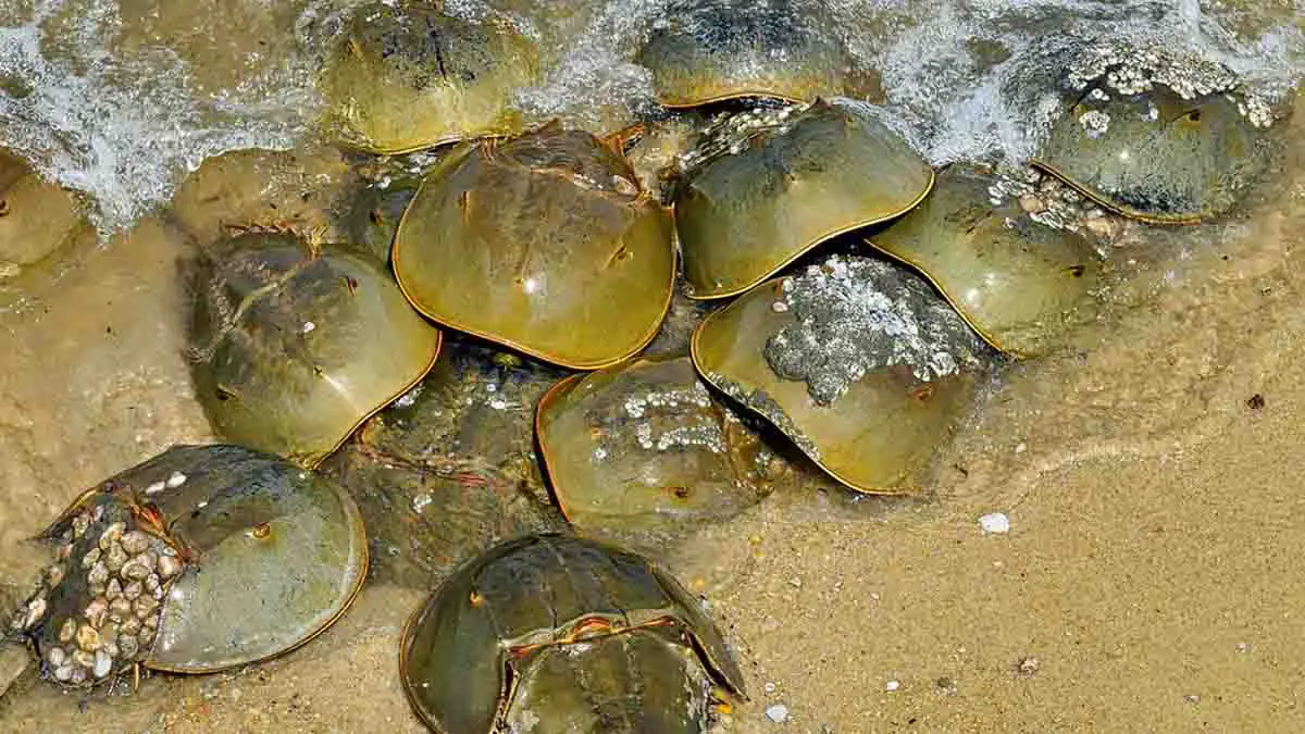 The Key to the Coronavirus Vaccine might be in the Blue Blood of Horseshoe Crabs