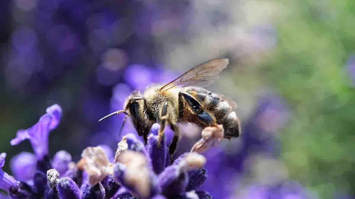 To prevent New Pandemics we must Change the Agricultural Model that Deforests and Destroys Biodiversity