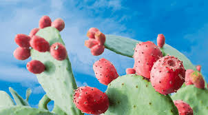 Tico Postgraduate Student Creates Organic Fertilizer for Reducing the Environmental Impact of the Prickly Pear in Mexico