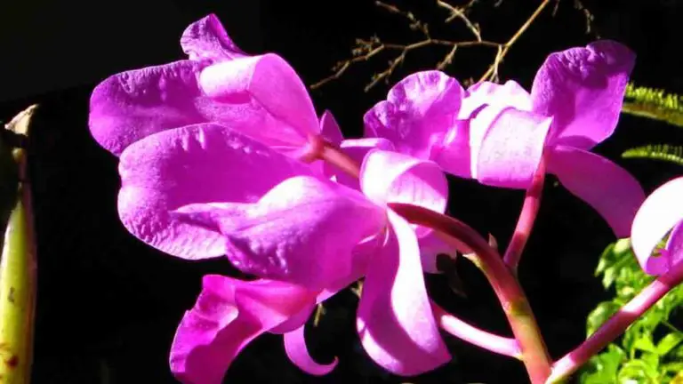 Costa Rica Seeks to Encourage Alternative Tourism Through “Orchids” Observation