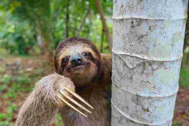 sloth