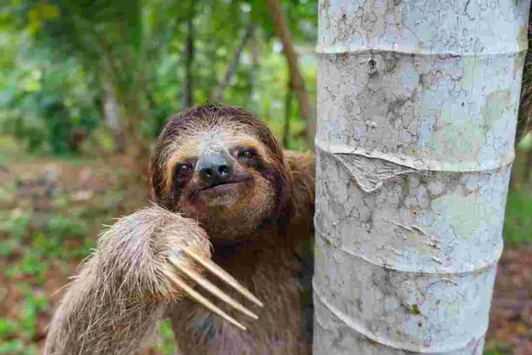 Costa RicanWoman Rescues a Sloth in Distress and Receives an Adorable Reward
