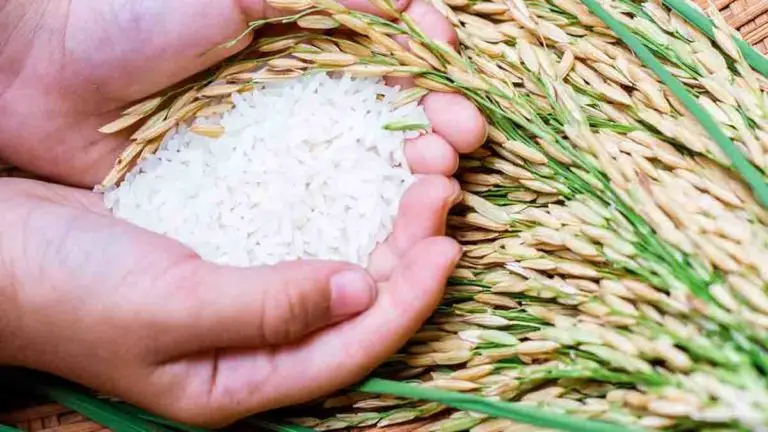 Government Establishes Route to Strengthen National Rice Production