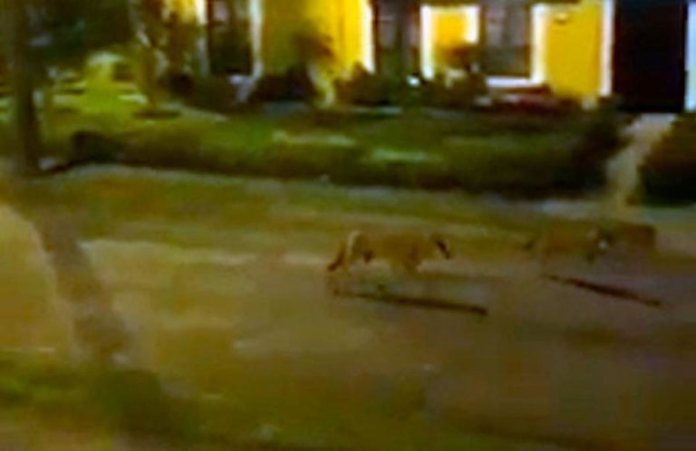 A herd of Coyotes Visited the Coronado Streets