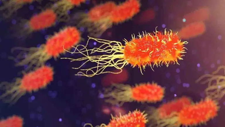 The Bacterial Universe Living Inside Our Body
