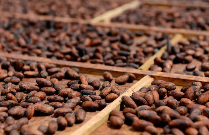 “Cacao”, the Gift from the Gods that Seeks to Revive the Costa Rican Economy