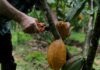 Cocoa Producers move Towards Organic Production in Costa Rica