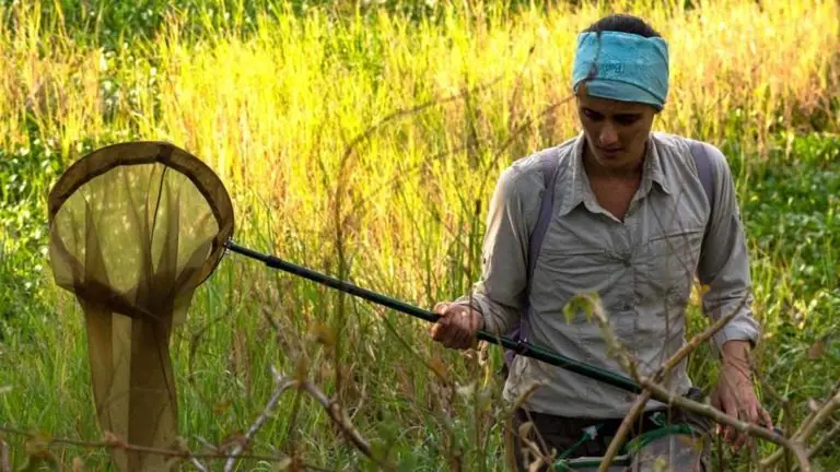 Costa Rican Biologist Wins Prestigious Award for Studying Dragonflies