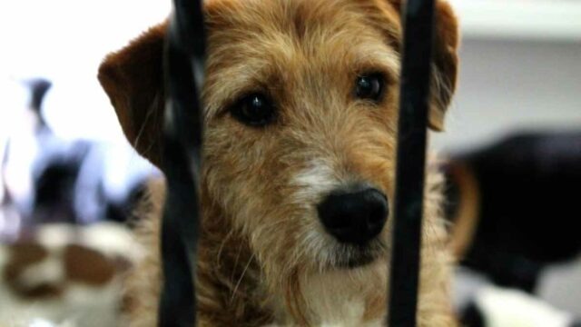 Mexican Congress Approves that Police can Enter Homes to Rescue Abused Animals