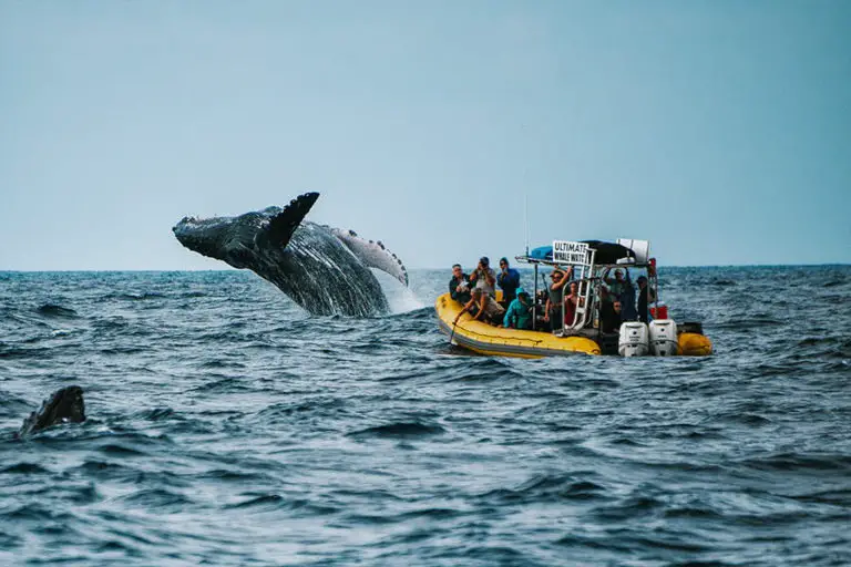 Marino Ballena National Park Opens Its Whale Watching Season