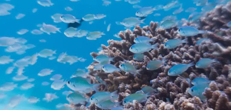 Costa Rica expands its Marine Protection Area in defense of Biodiversity