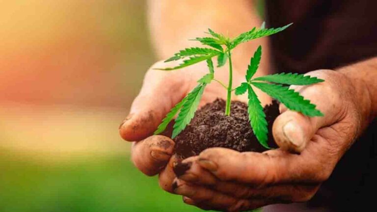 Legalization of Hemp and Cannabis for Medicinal Purposes on the Tico Legislative agenda for 2021