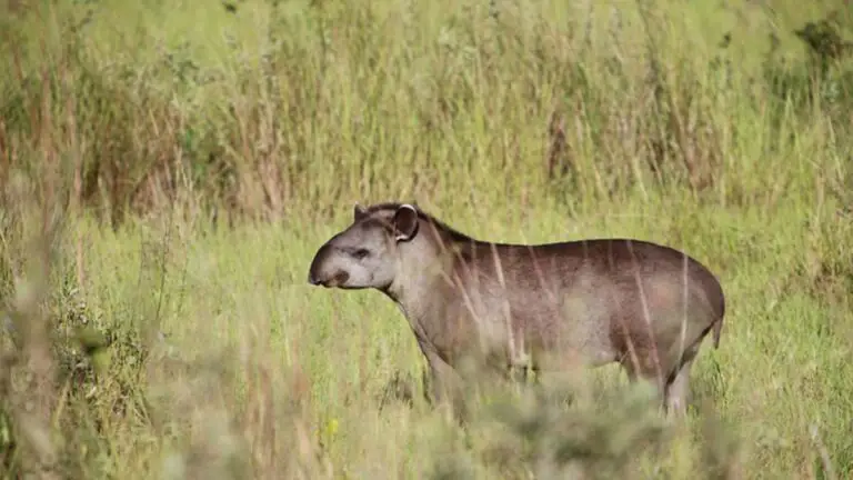Did you know that … the Tapir is the largest wild mammal in Costa Rica?