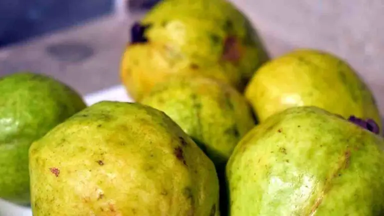 Guava Producers in Costa Rica take Important steps for Exporting the Fruit