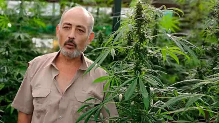 Lawyer who Grows Marijuana in front of Alajuela Courts will Face Trial this Week