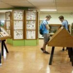 Learn About the Importance of Insects on a Visit to the Insect Museum in Costa Rica