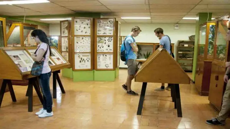 Learn About the Importance of Insects on a Visit to the Insect Museum in Costa Rica