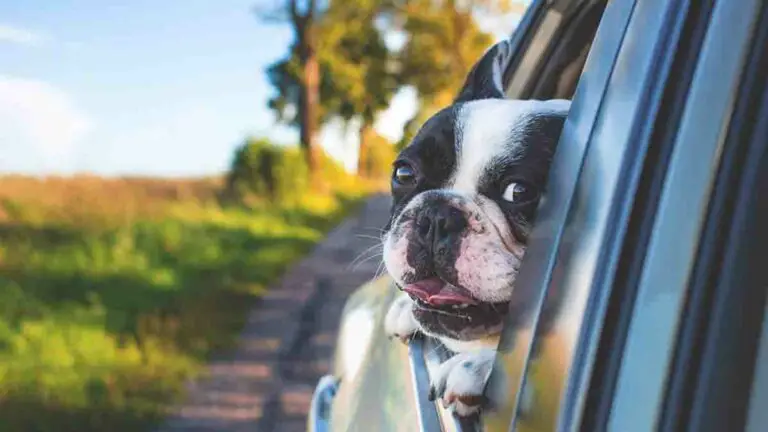 New Normal: If you Go on a Trip, there are also Hotels for Pets