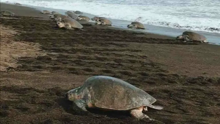 Ostional receives the first Turtle Spawn of the year 2021