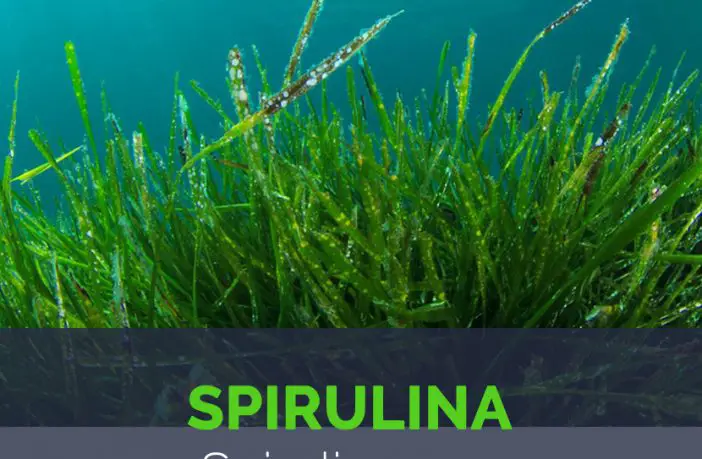 Properties and Current Uses of Spirulina.