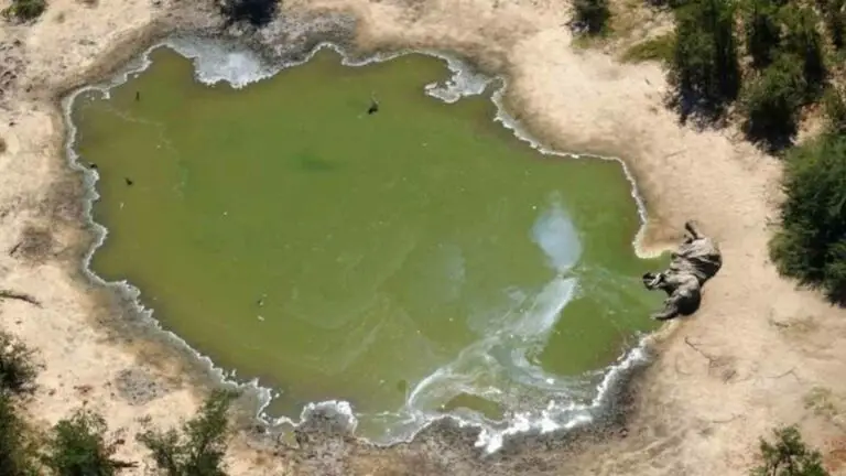 They Solve the Mysterious Death of Hundreds of Elephants in Botswana