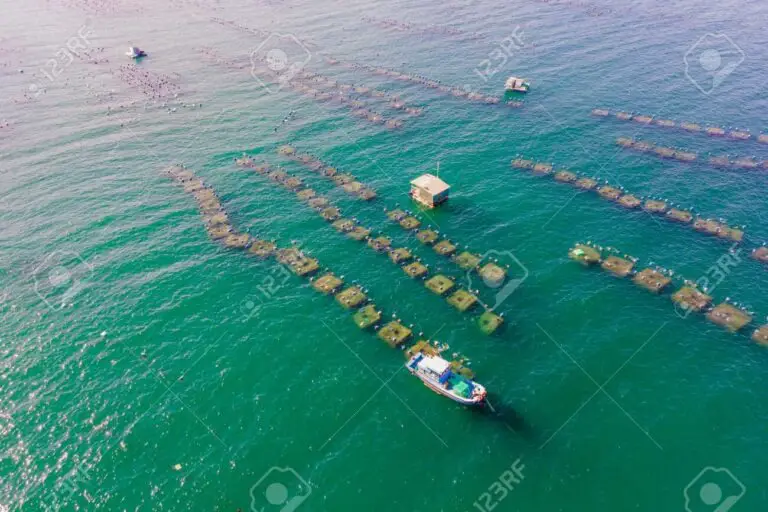 Marine Farm Project Aims to Reactivate the Economy of Coastal Families