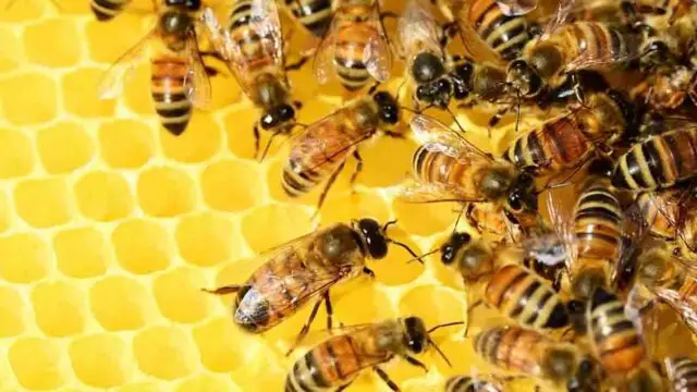 “Bees” will have their own Law in Costa Rica