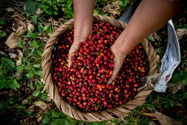 Tica Computer Engineer lost her job and Picks Coffee to Earn Income