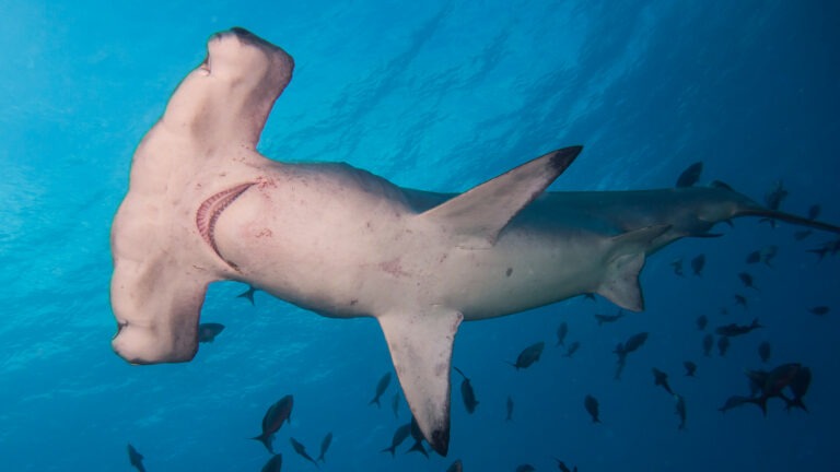 Hammerhead Shark in Costa Rican Waters Awakens Alarm Due to Possible Population Reduction
