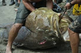 Fisherman catches a 115 kilos Grouper in waters off Limón