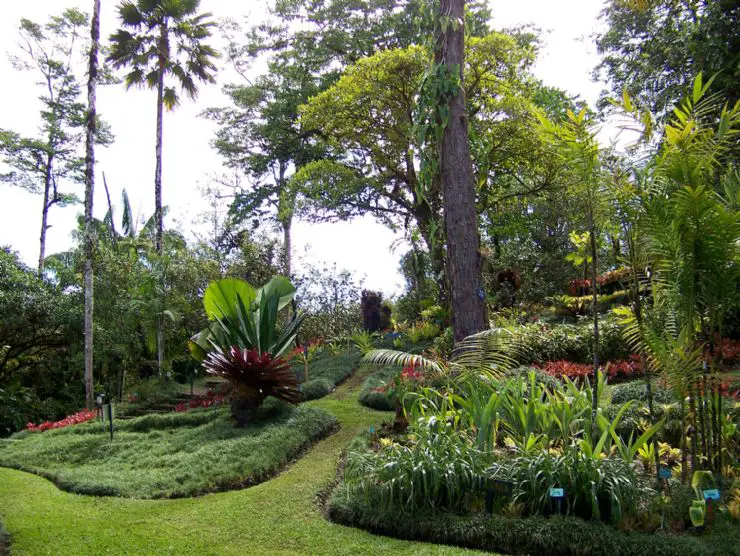Landing a Tropical Garden at Home
