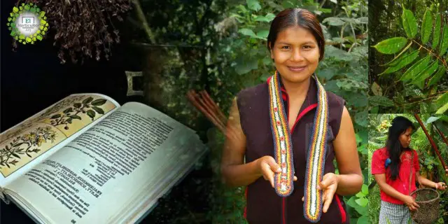 Amazon Tribe Creates 500-Page Traditional Natural Medicine Encyclopedia