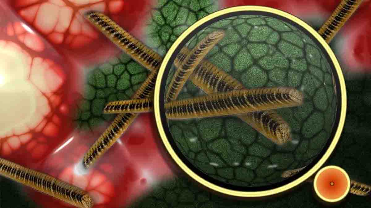 Health: Microbes play hide and seek